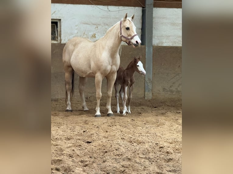 Quarter horse américain Jument 12 Ans Palomino in Sinsheim Quarter horse américain Jument 12 Ans Palomino in Sinsheim