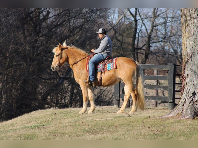 Quarter horse américain Jument 12 Ans Palomino in Sonora, KY