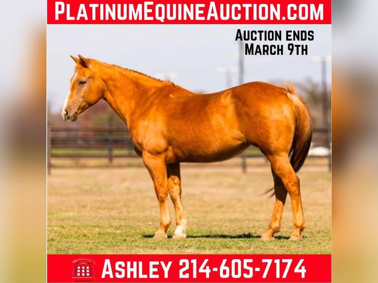 Quarter horse américain Jument 12 Ans Palomino in Weatherford TX