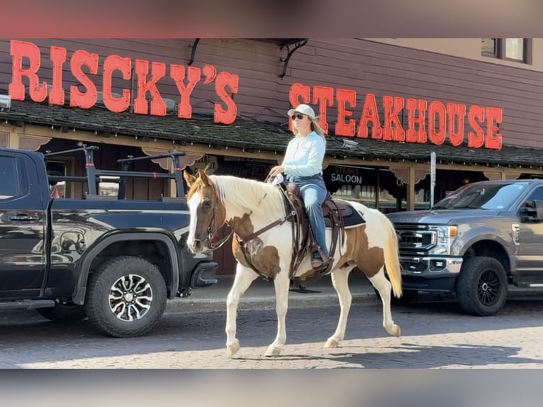 Quarter horse américain Jument 12 Ans Tobiano-toutes couleurs in Weatherford TX