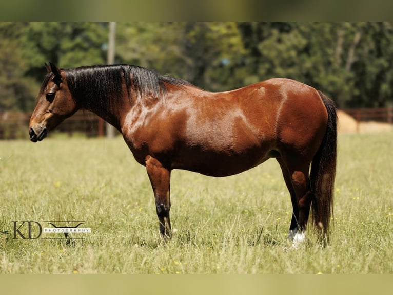 Quarter horse américain Jument 13 Ans 124 cm Bai cerise in Quitman AR