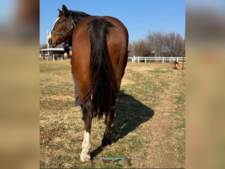 Quarter horse américain Jument 13 Ans 142 cm Bai cerise in Lawton