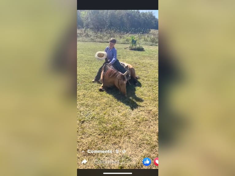 Quarter horse américain Jument 13 Ans 142 cm Buckskin in Mt Hope AL