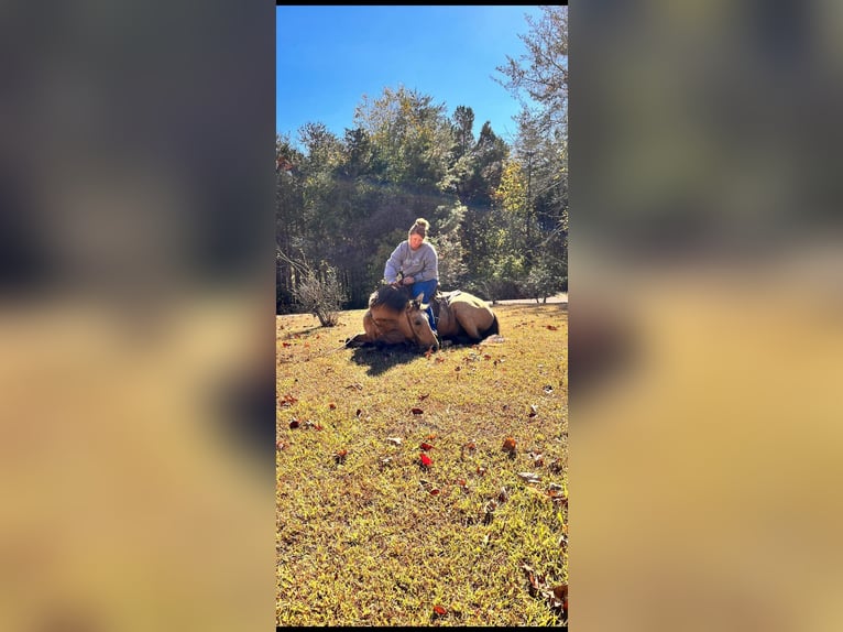 Quarter horse américain Jument 13 Ans 142 cm Buckskin in Mt Hope AL