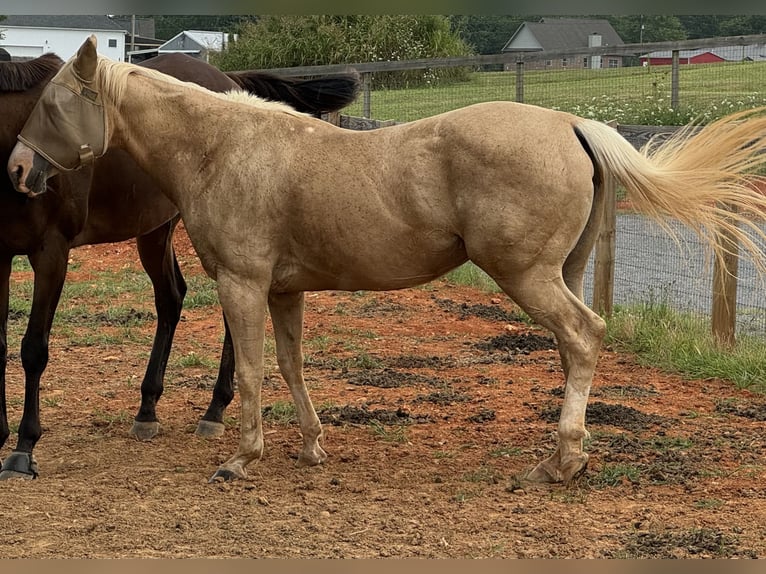 Quarter horse américain Jument 13 Ans 142 cm Palomino in Gallatin,Tennessee