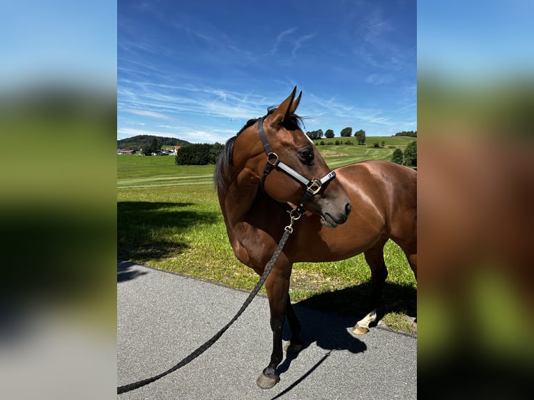 Quarter horse américain Jument 13 Ans 147 cm Bai in Hohenau
