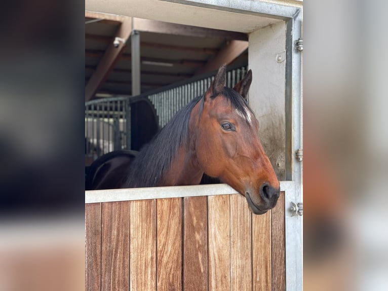 Quarter horse américain Jument 13 Ans 147 cm Bai in Hohenau