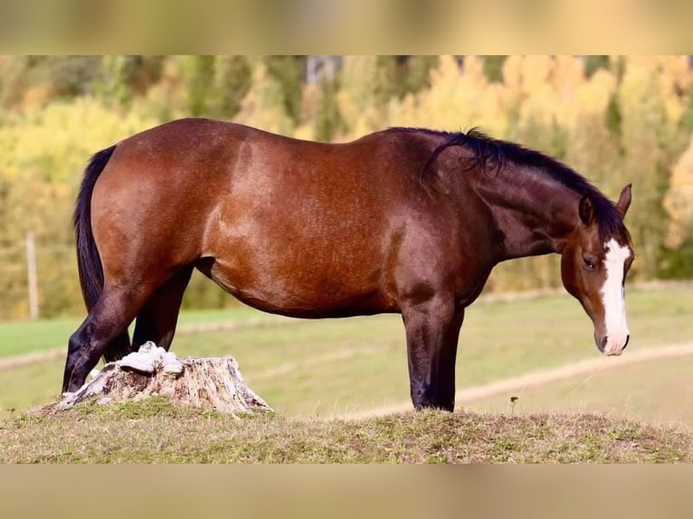 Quarter horse américain Jument 13 Ans 147 cm Bai in Tavelsjö