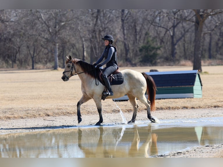 Quarter horse américain Jument 13 Ans 147 cm Buckskin in Forney
