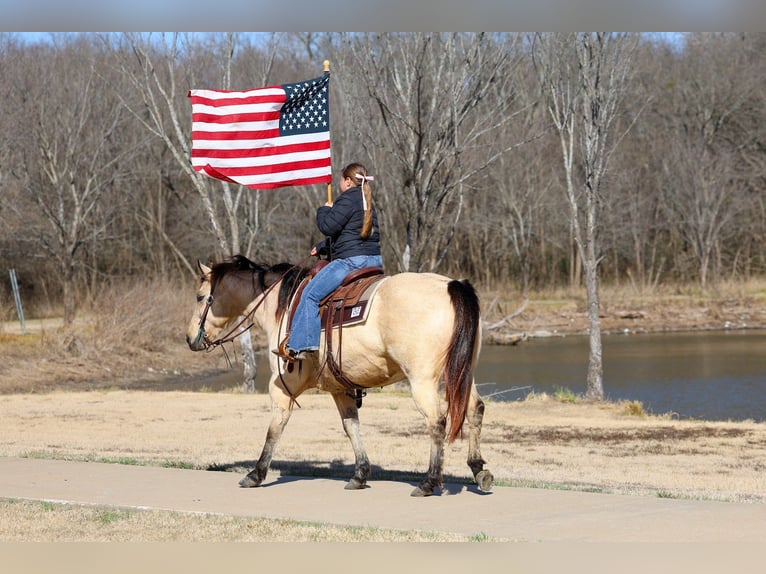 Quarter horse américain Jument 13 Ans 147 cm Buckskin in Forney
