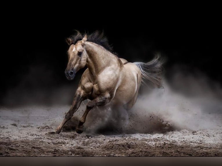 Quarter horse américain Jument 13 Ans 147 cm Palomino in Travelsjö