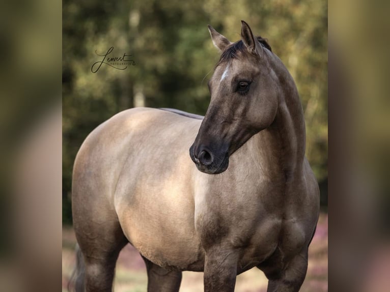 Quarter horse américain Jument 13 Ans 147 cm Palomino in Travelsjö