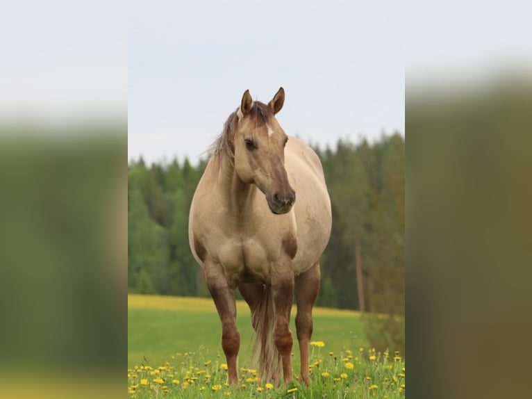 Quarter horse américain Jument 13 Ans 147 cm Palomino in Travelsjö