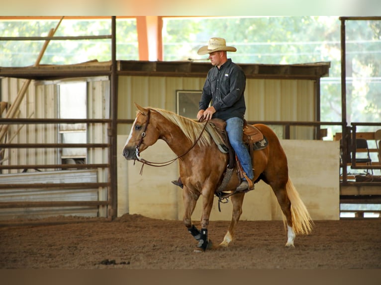 Quarter horse américain Jument 13 Ans 147 cm Palomino in Bloomburg, TX