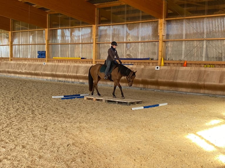 Quarter horse américain Jument 13 Ans 148 cm in Tiefenbach