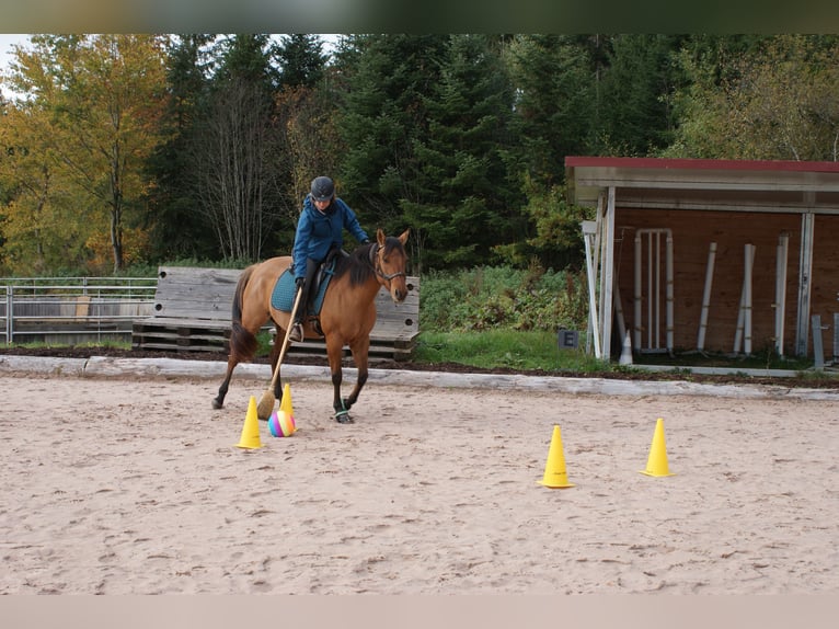 Quarter horse américain Jument 13 Ans 148 cm in Tiefenbach