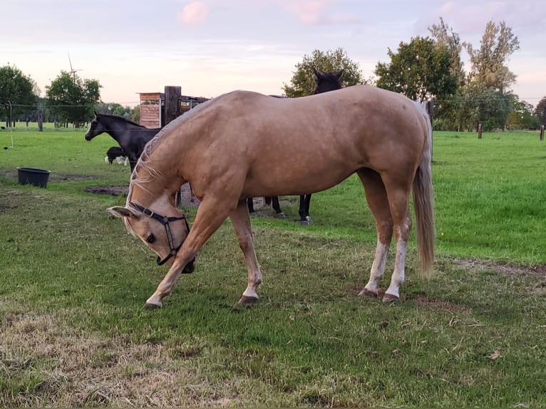 Quarter horse américain Jument 13 Ans 148 cm Palomino in Laarne