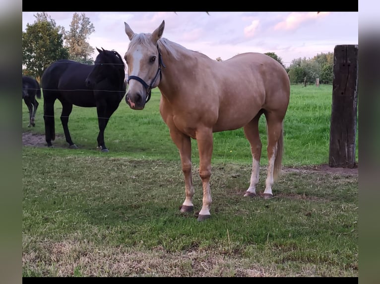 Quarter horse américain Jument 13 Ans 148 cm Palomino in Laarne