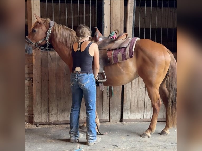 Quarter horse américain Jument 13 Ans 150 cm Alezan brûlé in Granby, CT