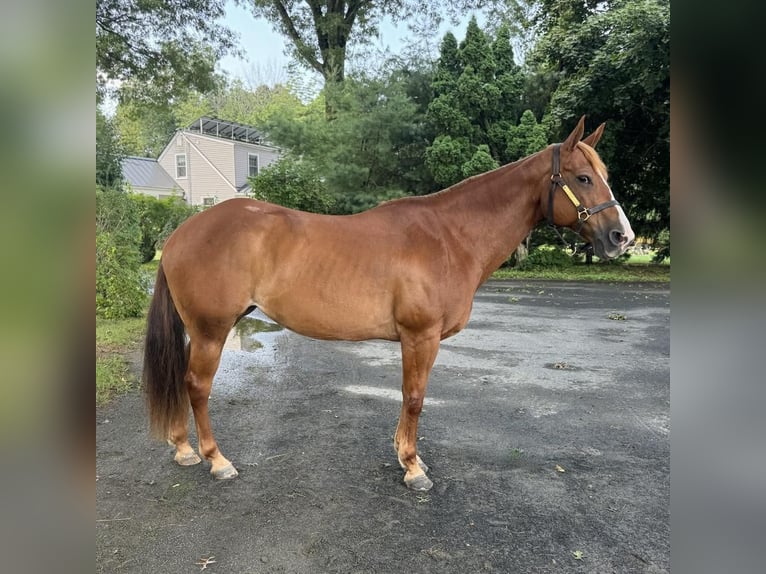 Quarter horse américain Jument 13 Ans 150 cm Alezan brûlé in Granby, CT