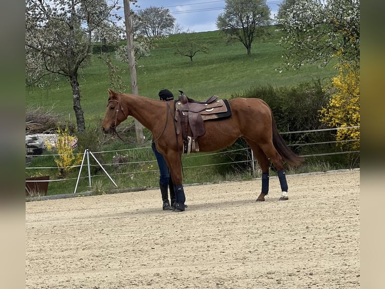 Quarter horse américain Jument 13 Ans 150 cm Alezan in Linz