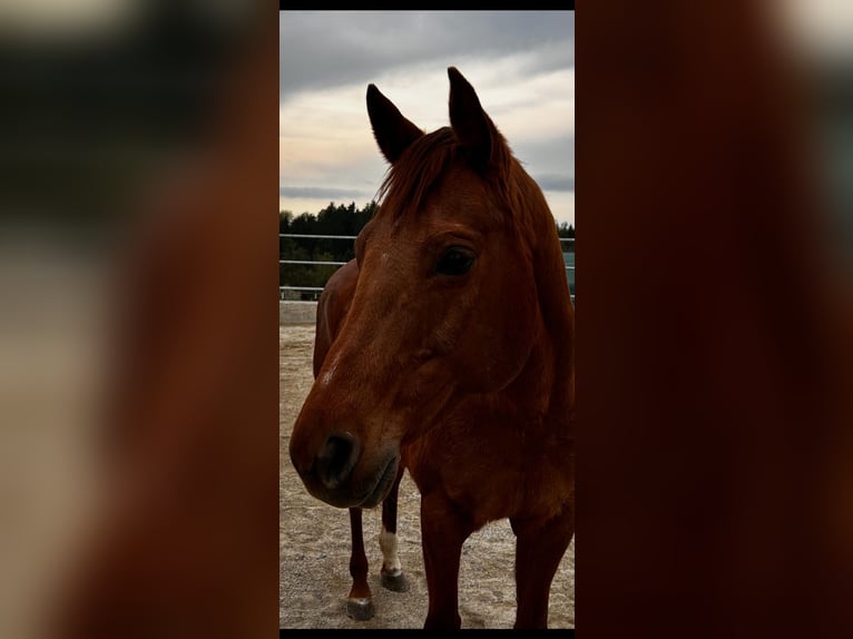 Quarter horse américain Jument 13 Ans 150 cm Alezan in Linz