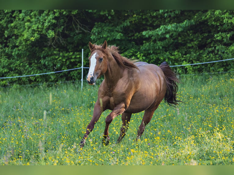 Quarter horse américain Jument 13 Ans 150 cm Alezan in Dietenheim