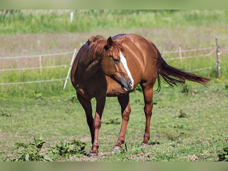 Quarter horse américain Jument 13 Ans 150 cm Alezan in Dietenheim