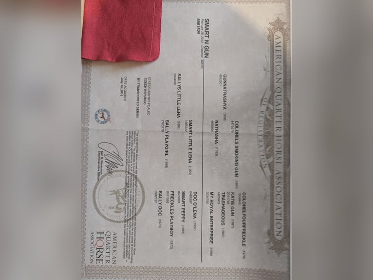 Quarter horse américain Jument 13 Ans 150 cm Alezan cuivré in Theilenhofen