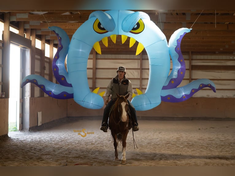 Quarter horse américain Jument 13 Ans 150 cm Alezan cuivré in Bogard Quarter horse américain Jument 13 Ans 150 cm Alezan cuivré in Bogard