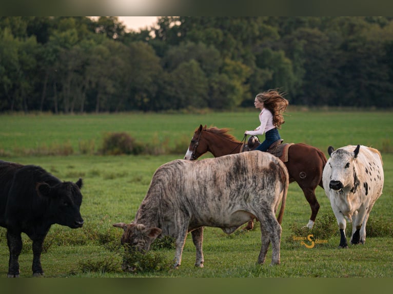 Quarter horse américain Jument 13 Ans 150 cm Alezan cuivré in Bogard Quarter horse américain Jument 13 Ans 150 cm Alezan cuivré in Bogard