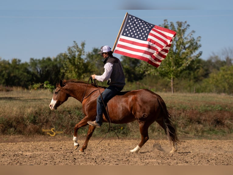 Quarter horse américain Jument 13 Ans 150 cm Alezan cuivré in Bogard Quarter horse américain Jument 13 Ans 150 cm Alezan cuivré in Bogard