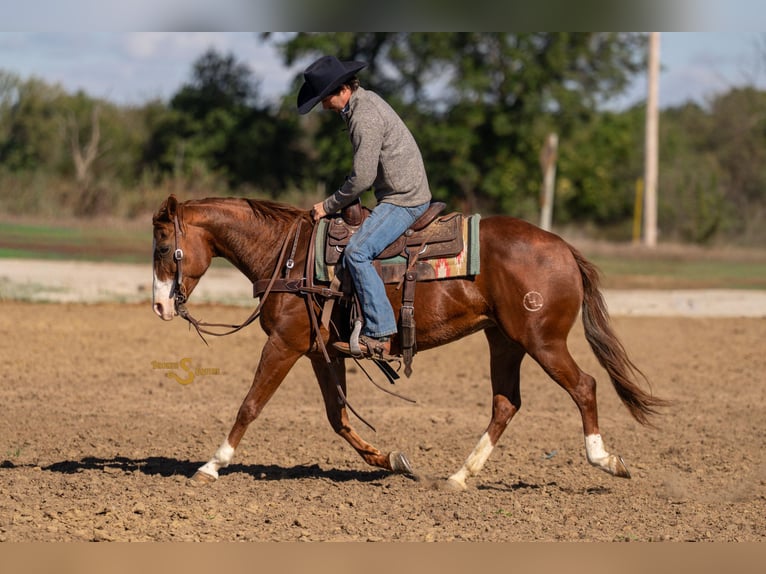 Quarter horse américain Jument 13 Ans 150 cm Alezan cuivré in Bogard Quarter horse américain Jument 13 Ans 150 cm Alezan cuivré in Bogard