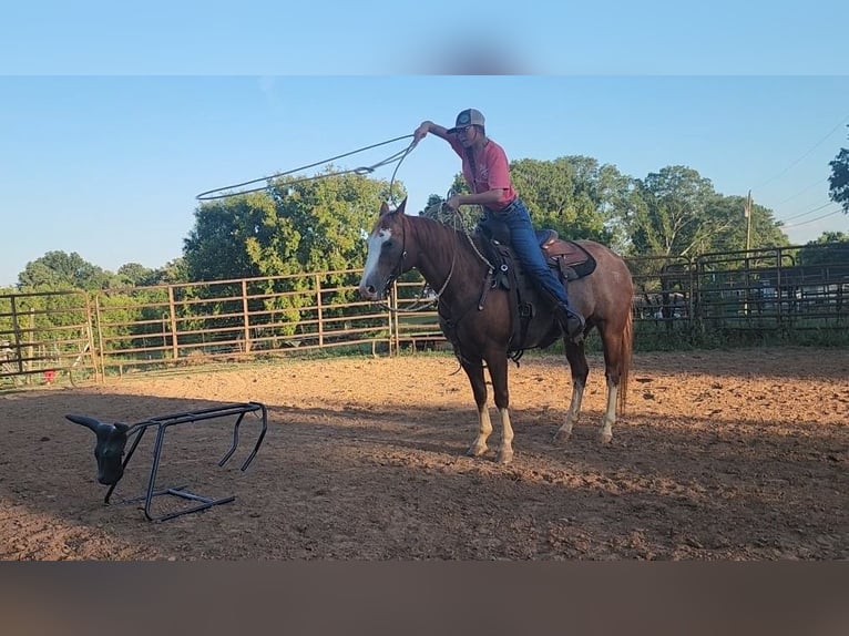 Quarter horse américain Jument 13 Ans 150 cm Alezan cuivré in Chatsworth, GA