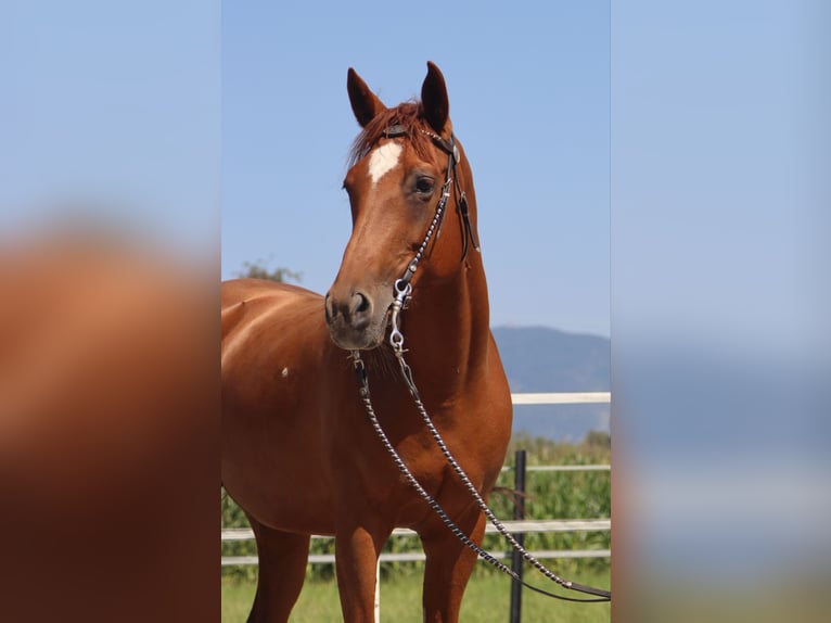 Quarter horse américain Jument 13 Ans 150 cm Alezan in Kirchbichl