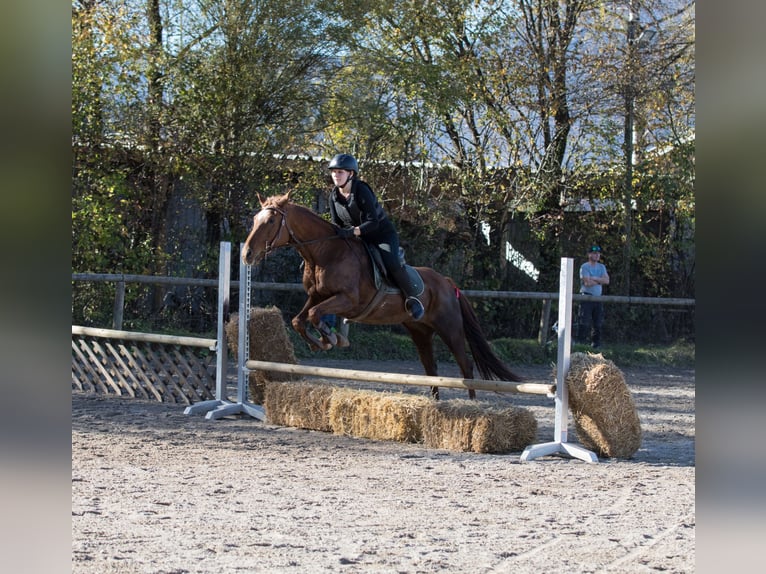 Quarter horse américain Jument 13 Ans 150 cm Alezan in Kirchbichl