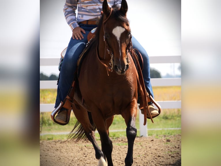 Quarter horse américain Jument 13 Ans 150 cm Bai cerise in Saint Joe