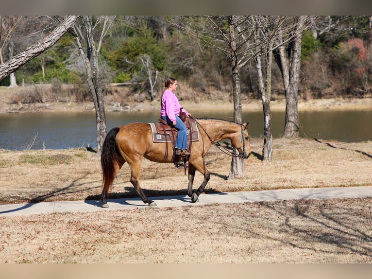 Quarter horse américain Jument 13 Ans 150 cm Buckskin in Forney, TX