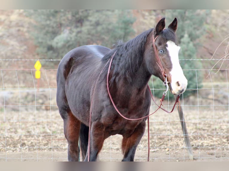 Quarter horse américain Jument 13 Ans 150 cm Noir in Bitterwater CA