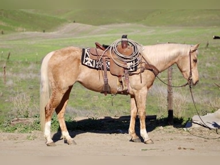 Quarter horse américain Jument 13 Ans 150 cm Palomino in Espanola