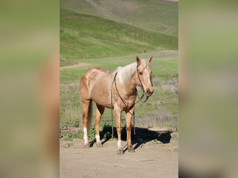Quarter horse américain Jument 13 Ans 150 cm Palomino in Espanola