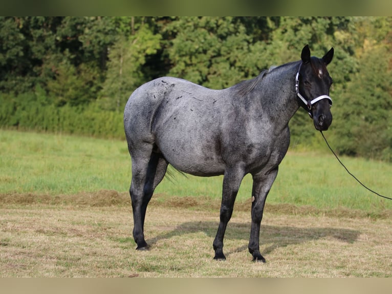 Quarter horse américain Jument 13 Ans 150 cm Rouan Bleu in Rostock