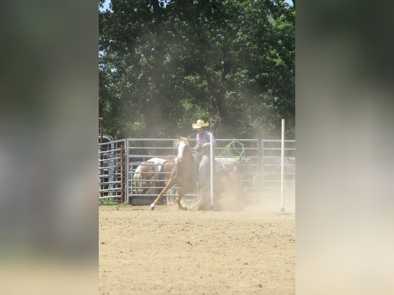 Quarter horse américain Croisé Jument 13 Ans 150 cm Sabino in Owensville