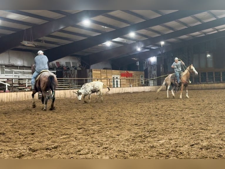 Quarter horse américain Croisé Jument 13 Ans 150 cm Sabino in Owensville