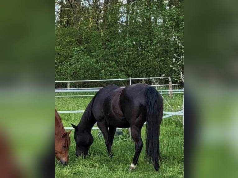 Quarter horse américain Jument 13 Ans 151 cm Noir in Suhlendorf