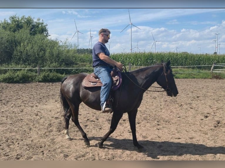 Quarter horse américain Jument 13 Ans 151 cm Noir in Suhlendorf