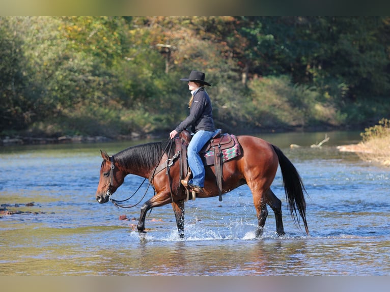 Quarter horse américain Jument 13 Ans 152 cm Bai cerise in Clarion