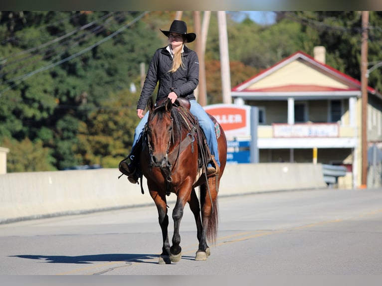 Quarter horse américain Jument 13 Ans 152 cm Bai cerise in Clarion