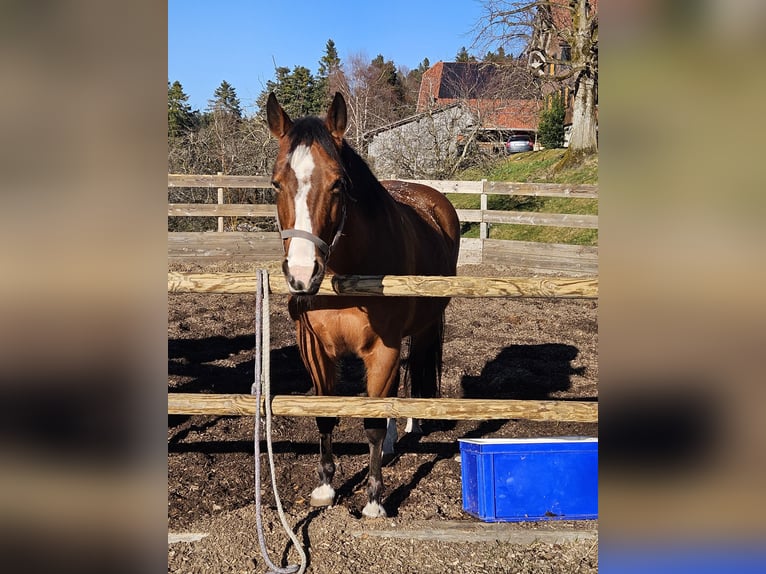 Quarter horse américain Jument 13 Ans 152 cm Bai in Ebnet