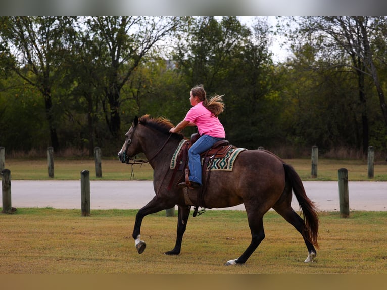 Quarter horse américain Jument 13 Ans 152 cm Buckskin in Forney